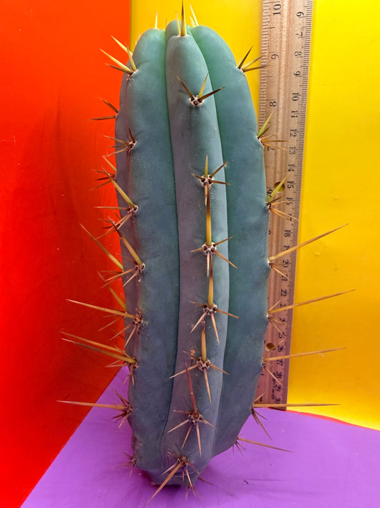 TIG X YOWIE- SAN pedro cactus