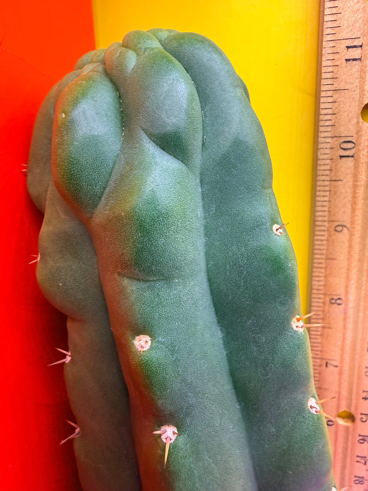 TPM -monstrose San Pedro cactus