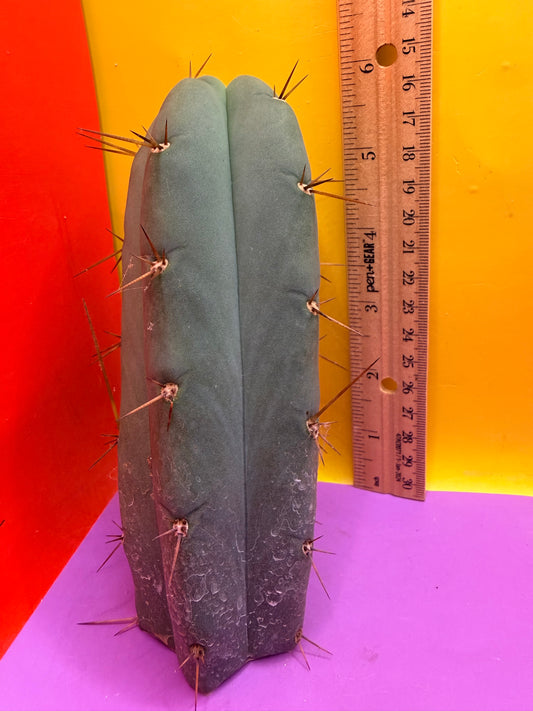Yowie x Wowie cactus cutting