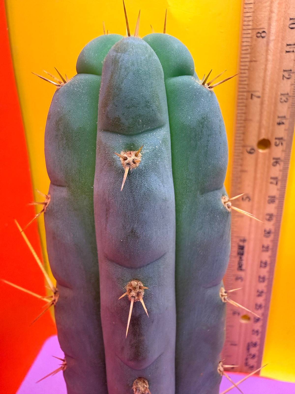 Kimura’s Spiny Giant X SS02
