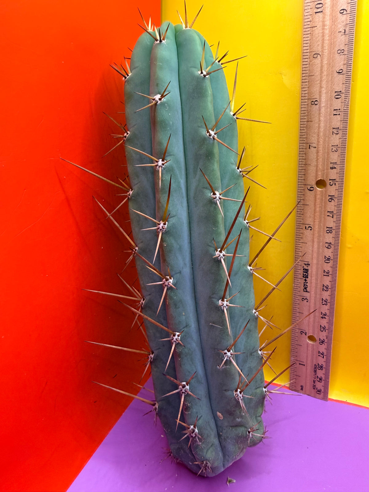 PALA  🌶️🌶️! This exact cactus cutting of trichocereus