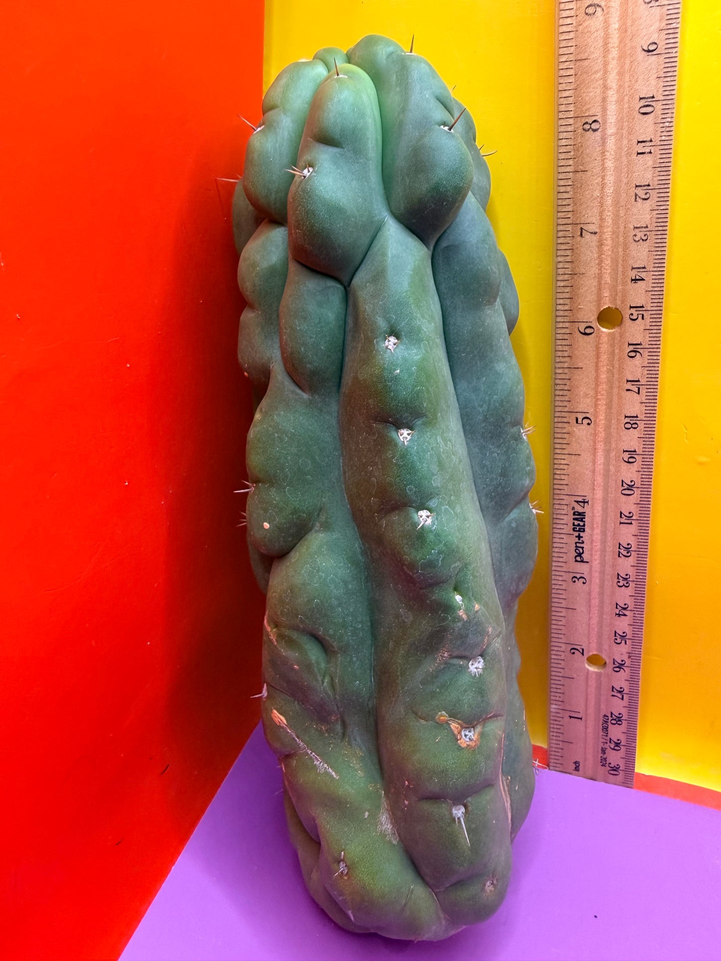 Monstrose San Pedro cactus - TPM !