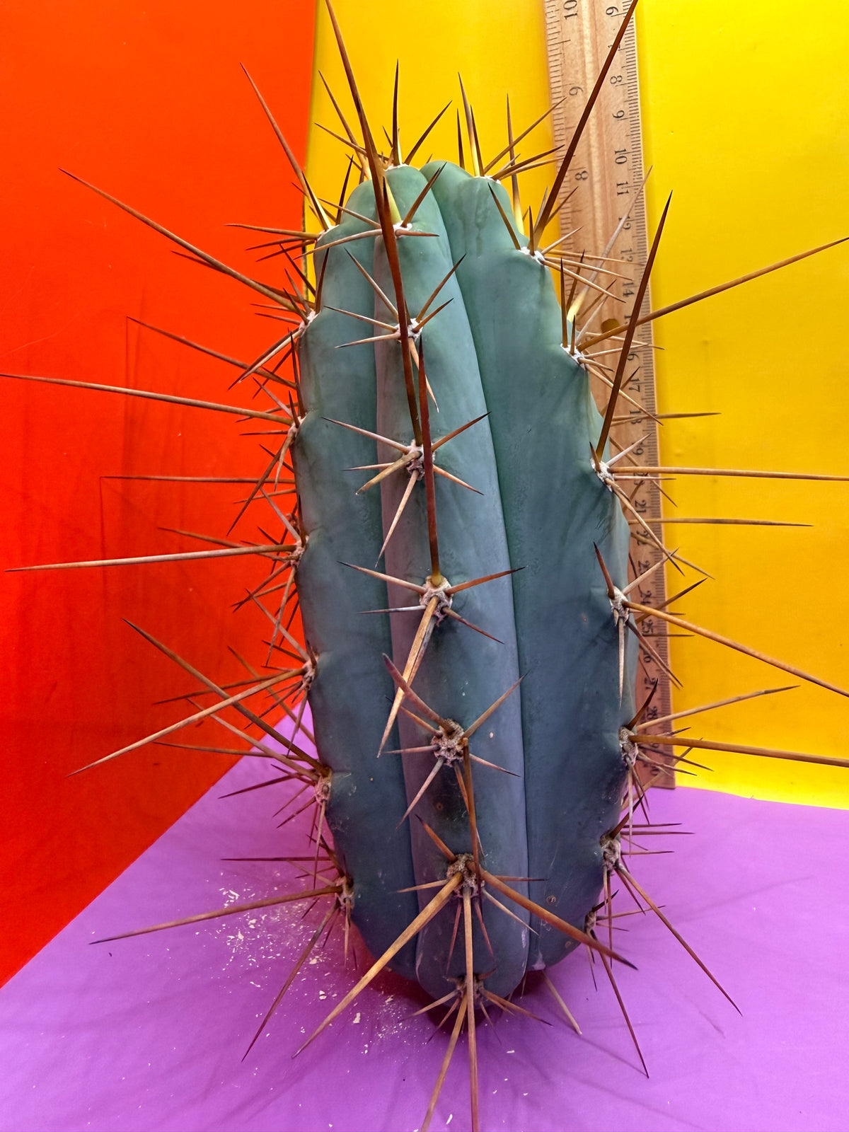 San Pedro Cactus  NOID