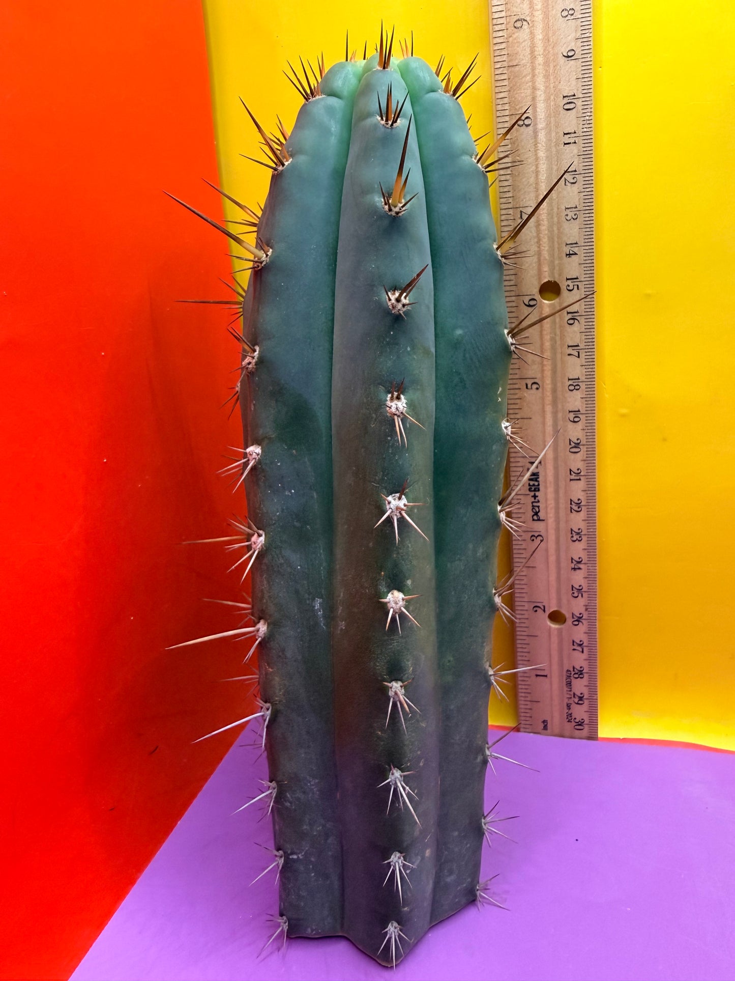 “RC’s T.P. 🧻”  trichocereus peruvianus !!