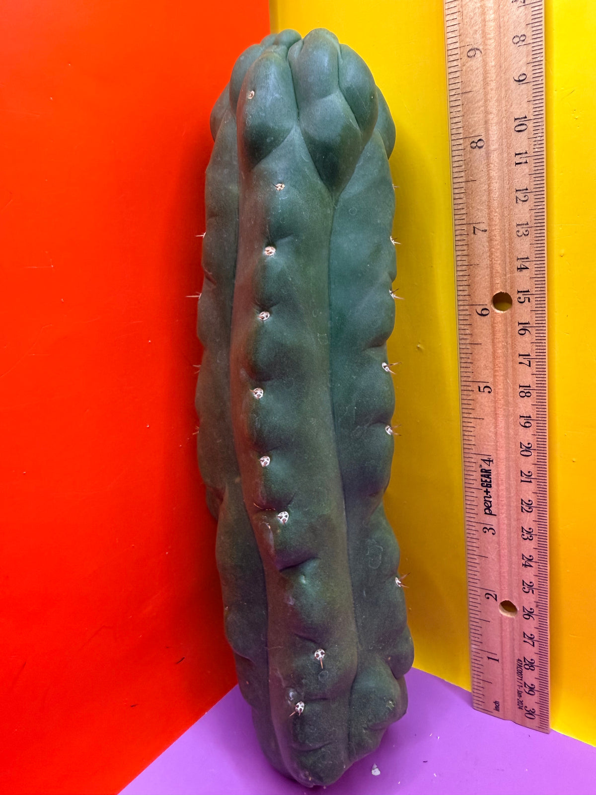 Monstrose San Pedro cactus - TPM !