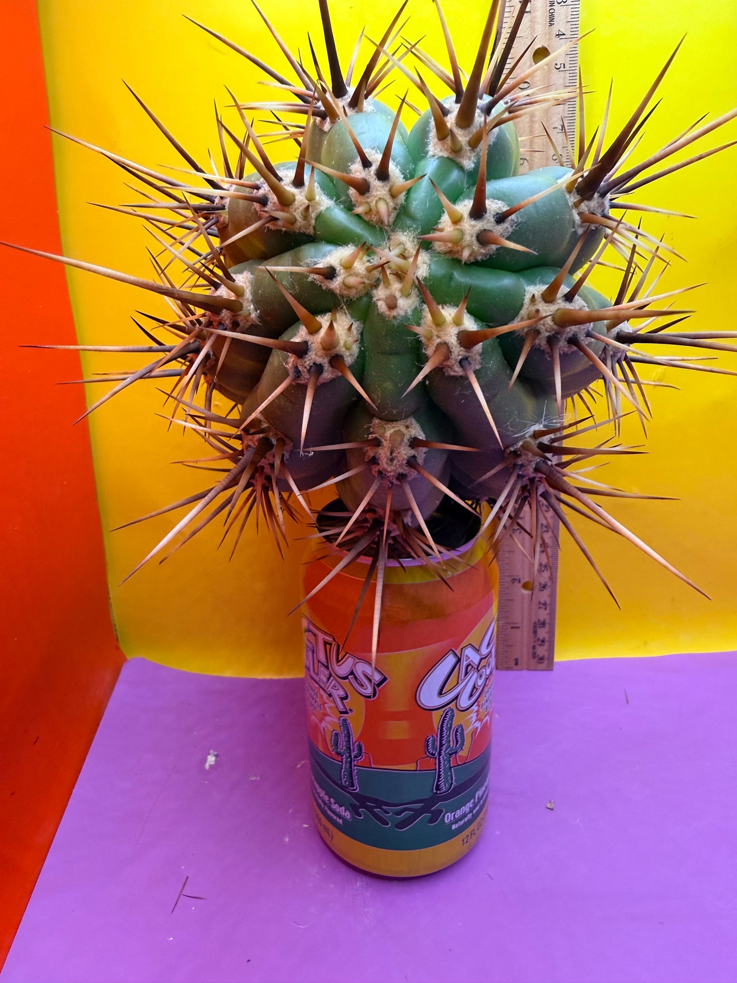 Trichocereus Tacaquirensis 🌶️🌶️