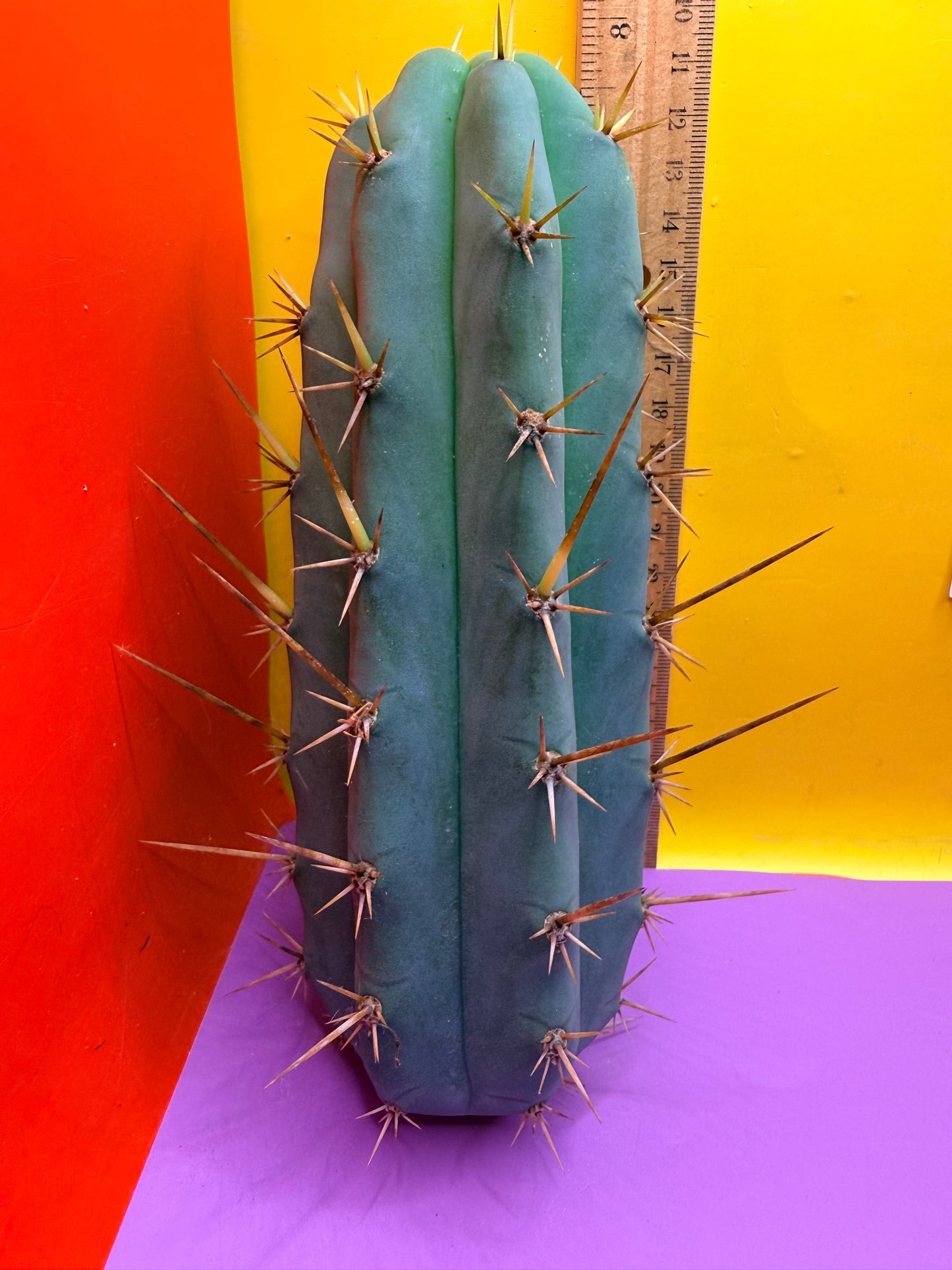 TIG X YOWIE- SAN pedro cactus