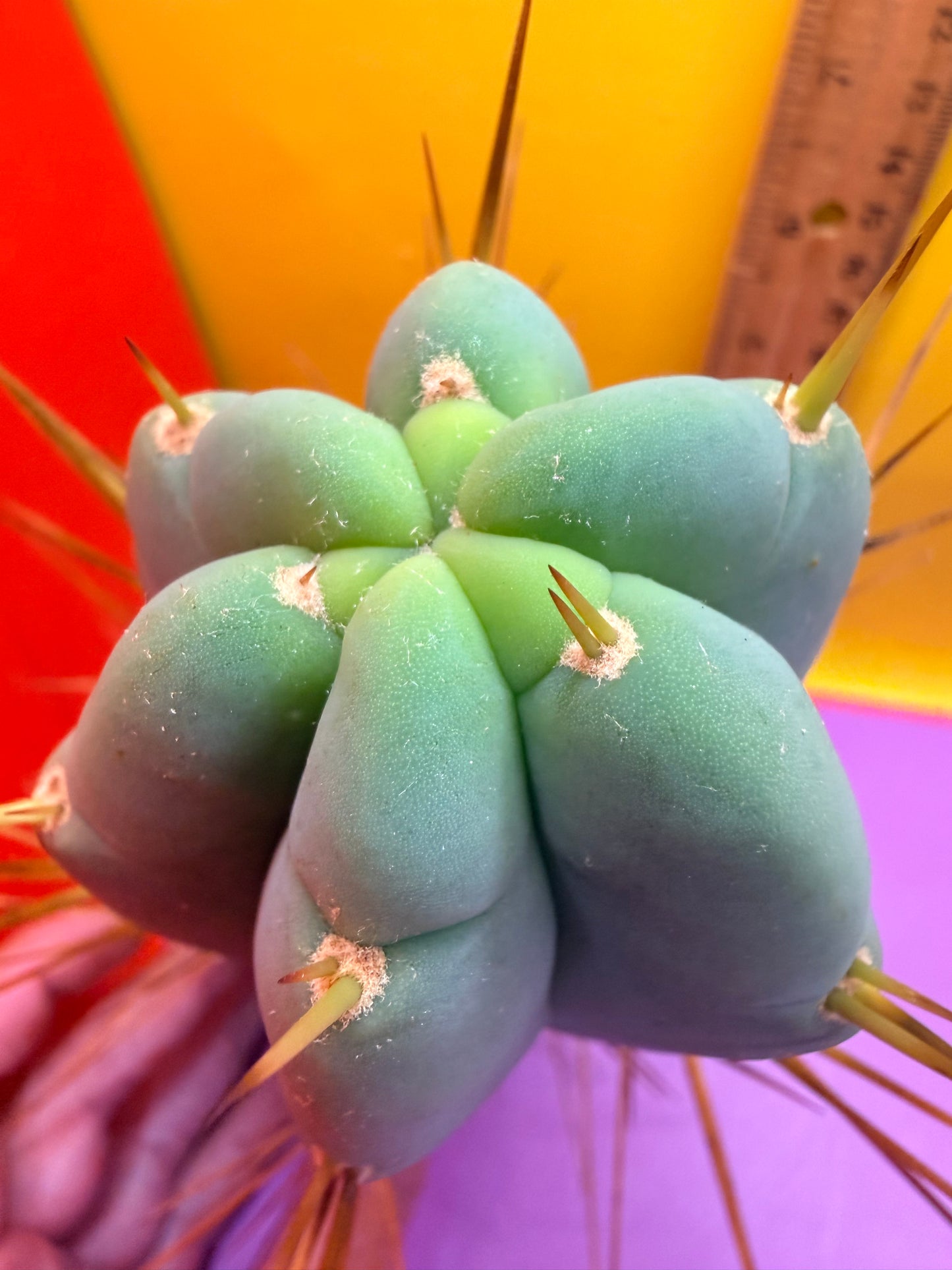 Revert Longform TBM PENISCACTUS !!!