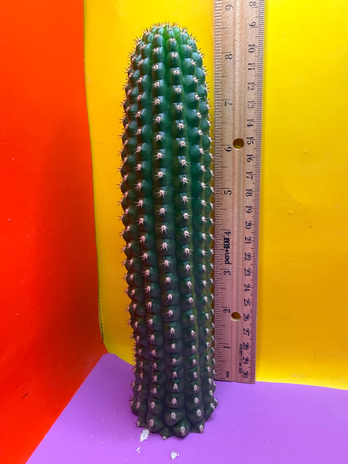 Trichocereus Brevispinulosus
