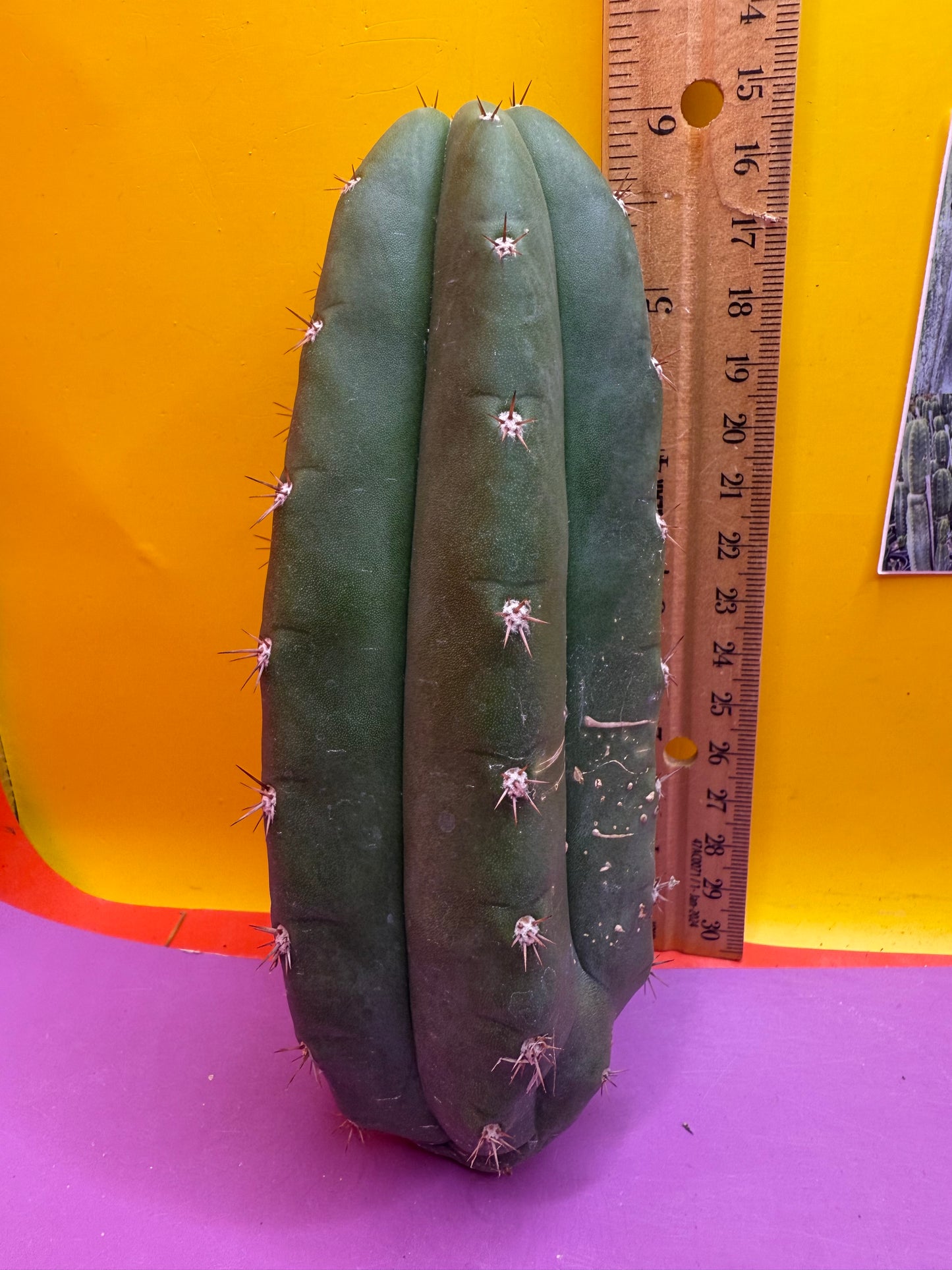 New Years SALE ! 🎆Trichocereus pallarensis x tpm