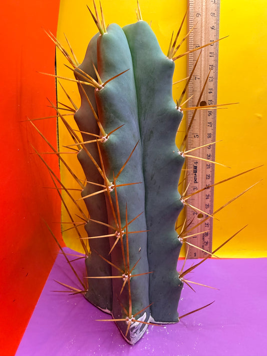 Reverted PENiSCACTUS !!! Longform tbmA