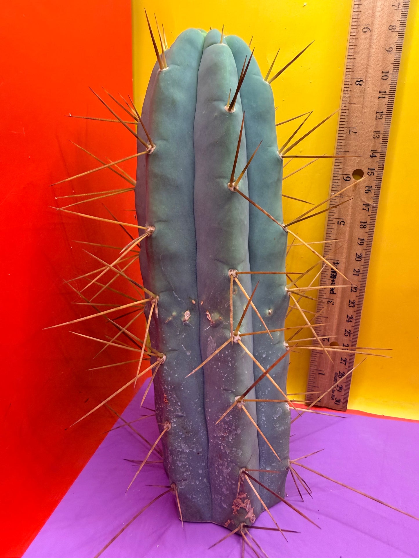Revert Longform TBM PENISCACTUS !!!