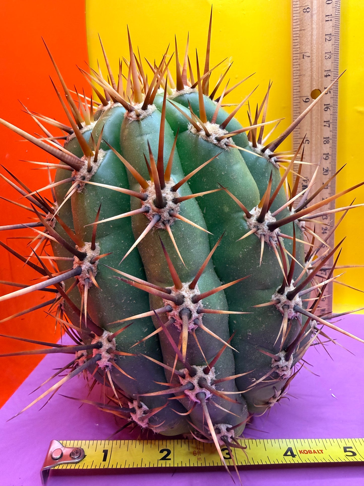 Trichocereus Tacaquirensis 🌶️🌶️