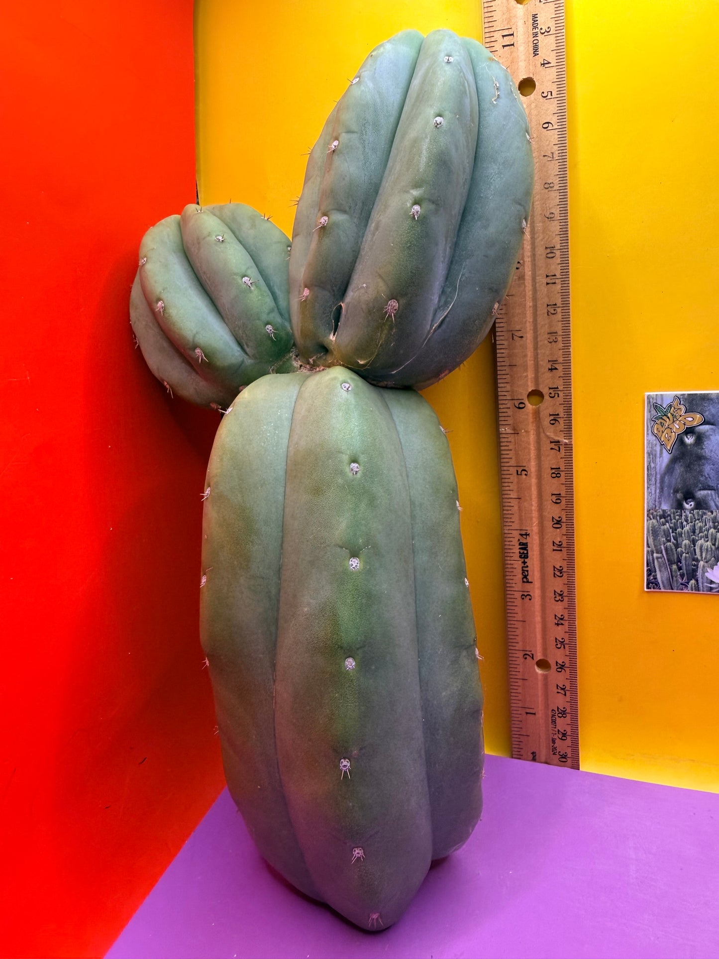 Cahuilla !