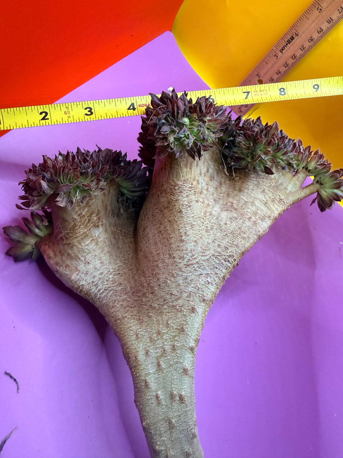 Crested aeonium