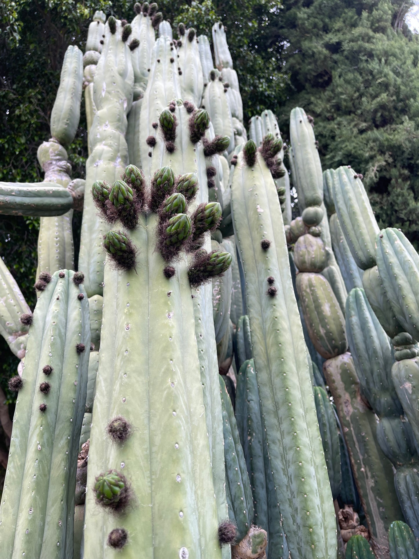 SALE !!! 100 San Pedro Cactus - “Cahuilla” O.p. seeds!!