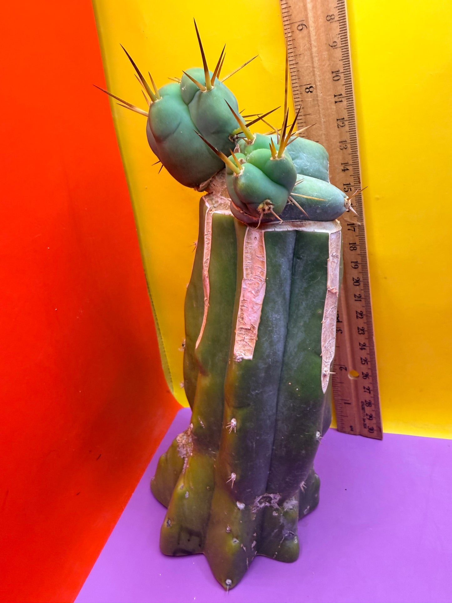 EL SERPIEÑTE Double pup Graft!