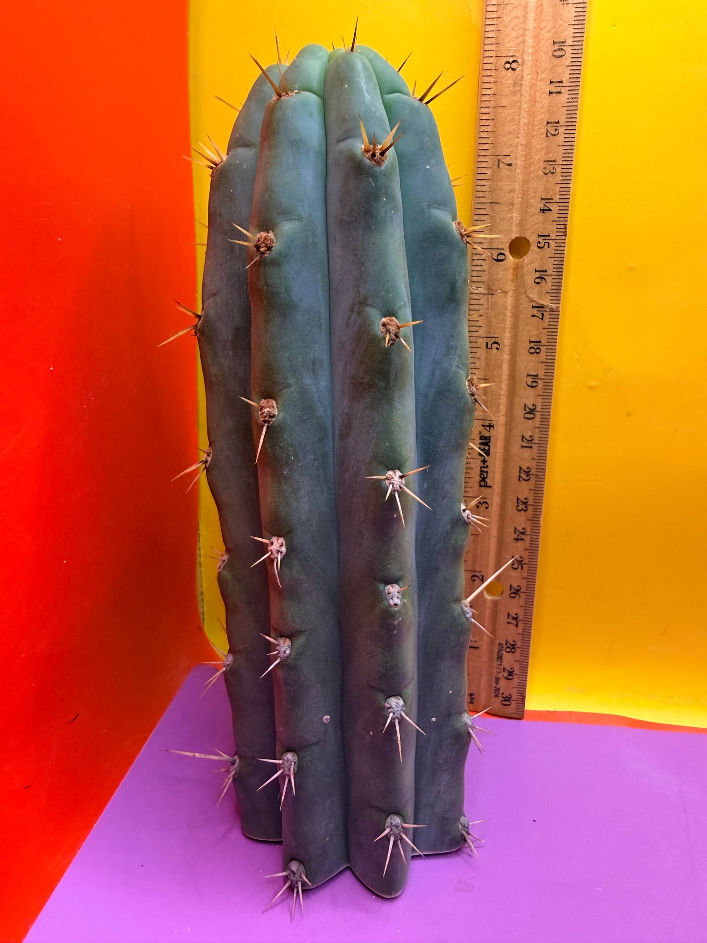 Trichocereus peruvianus