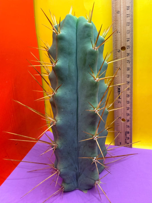 Revert Longform TBM PENISCACTUS !!!