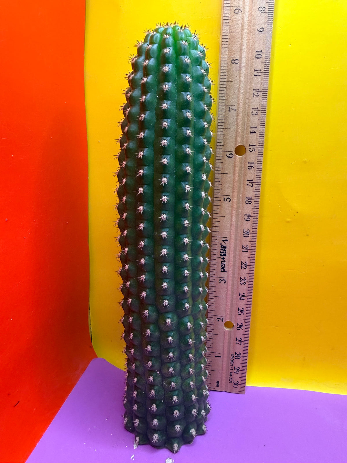 Trichocereus Brevispinulosus
