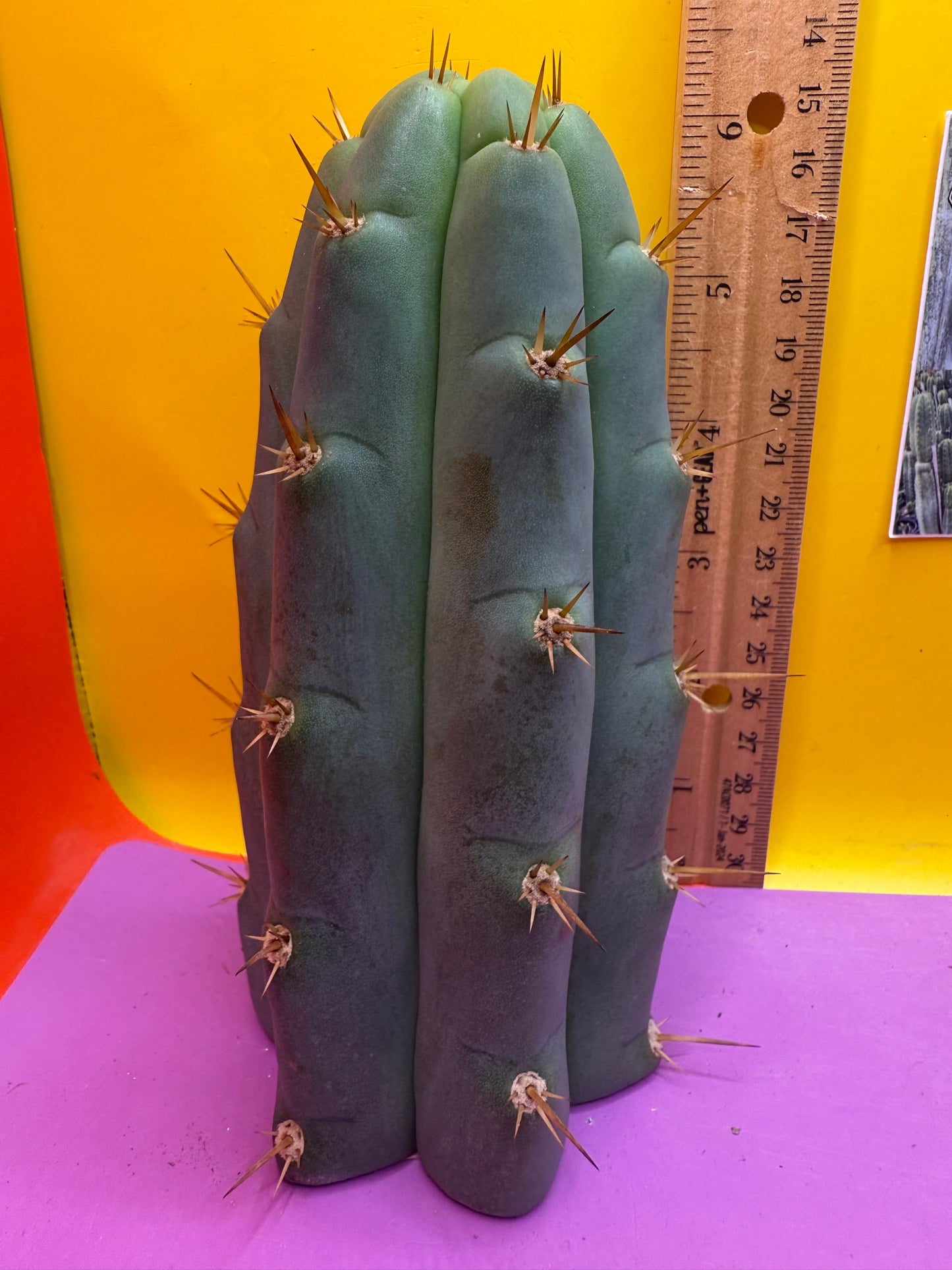 Trichocereus Bridgesii SS02 O.P. !
