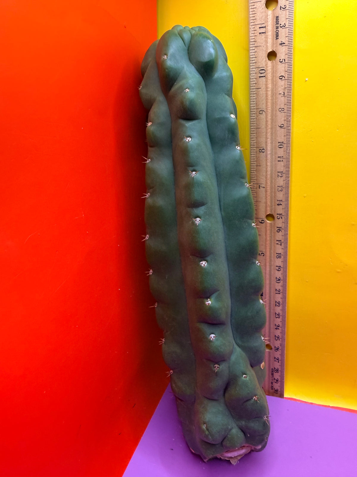TPM -monstrose San Pedro cactus