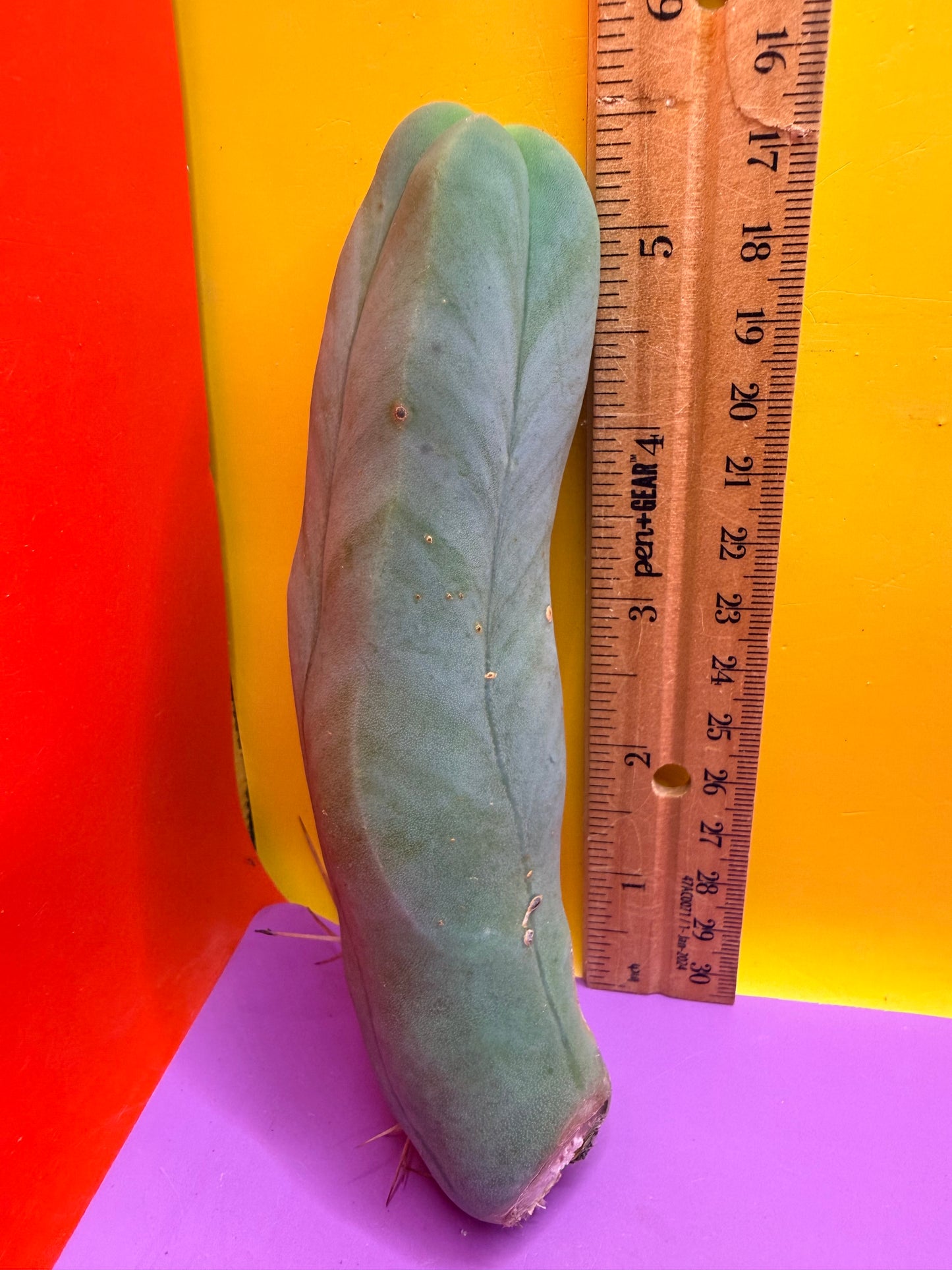TBM-A LONG FORM CACTUS