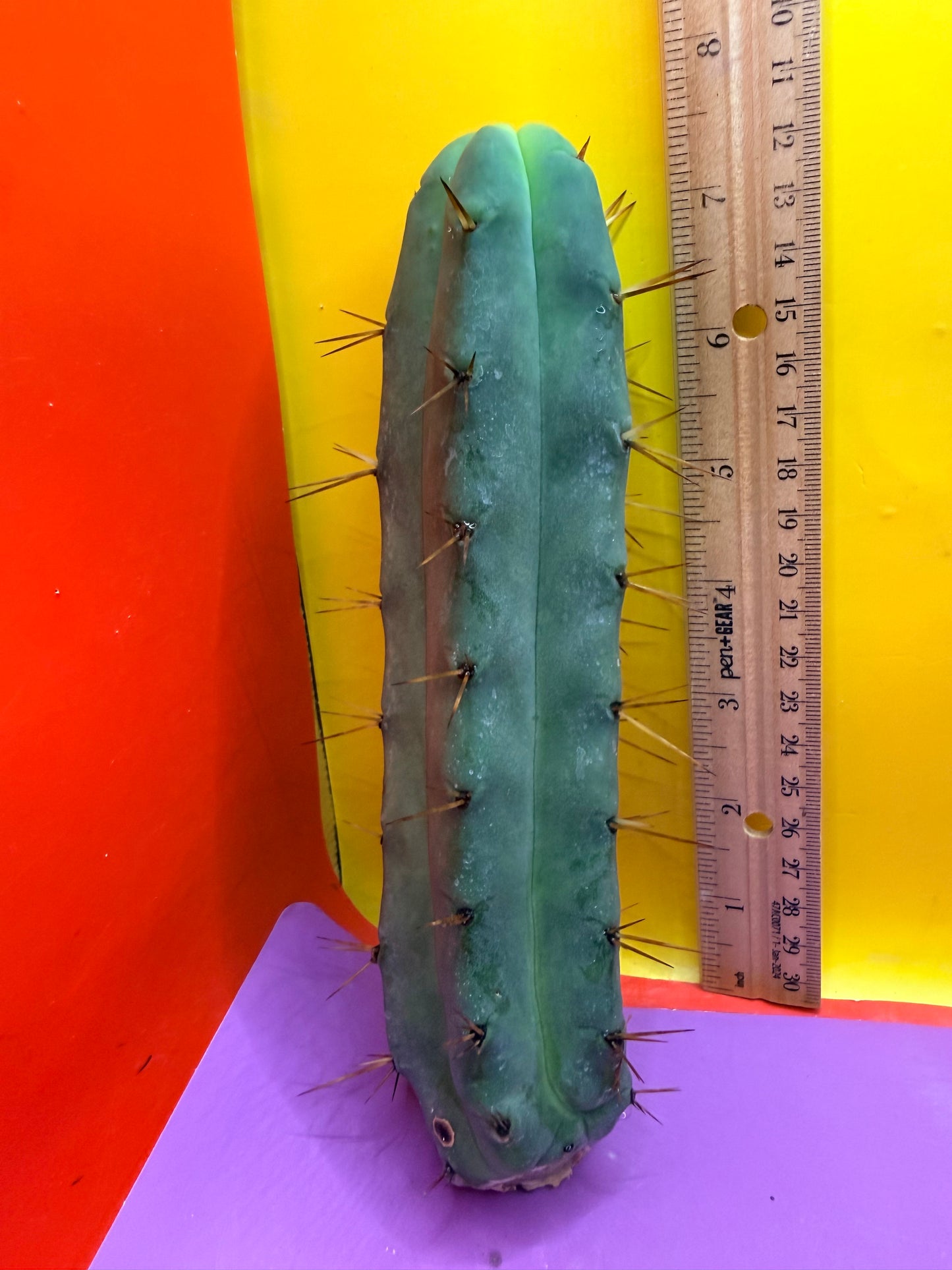 Jiimz Twin Spine !