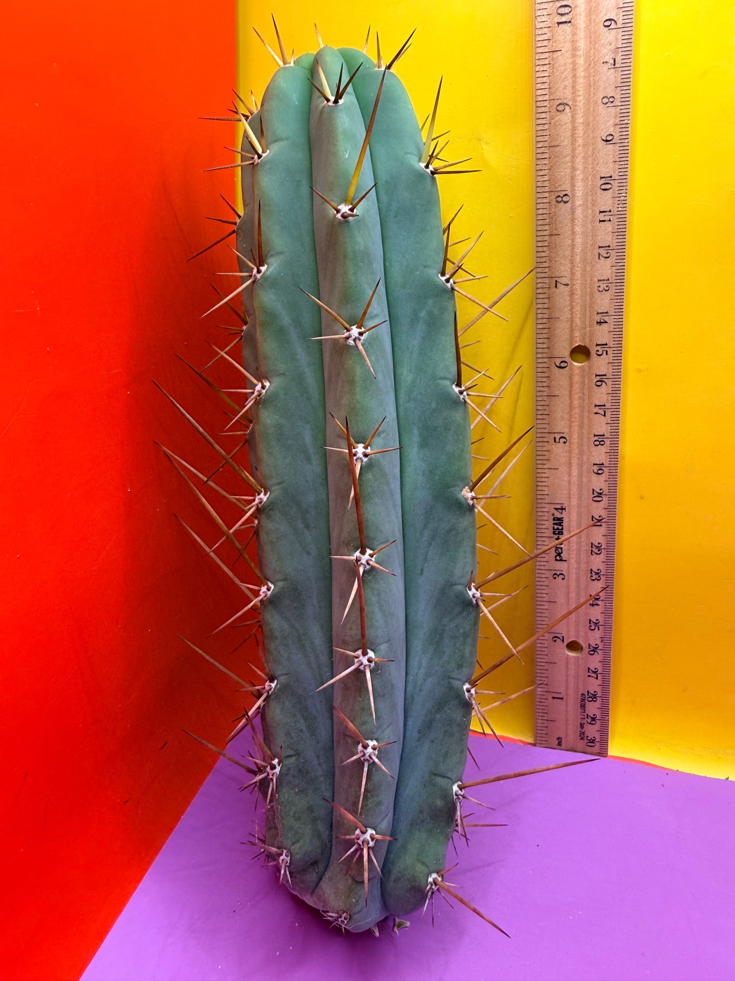 PALA  🌶️🌶️! This exact cactus cutting of trichocereus