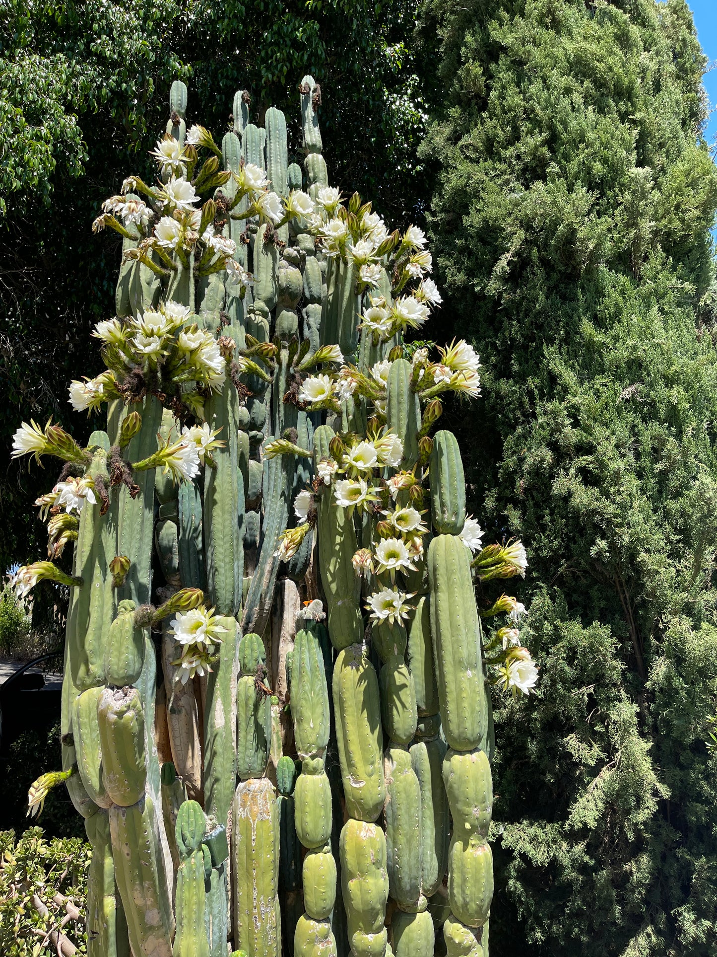 SALE !!! 100 San Pedro Cactus - “Cahuilla” O.p. seeds!!