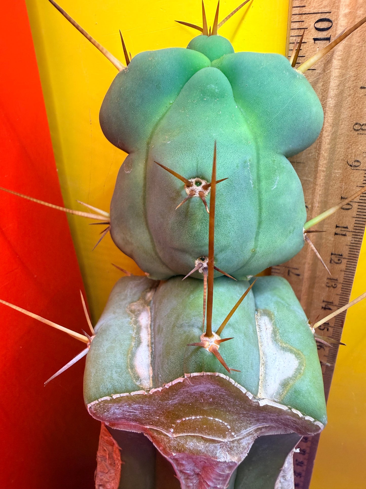 “EL SERPIEÑTE” unique Melty Growth !!