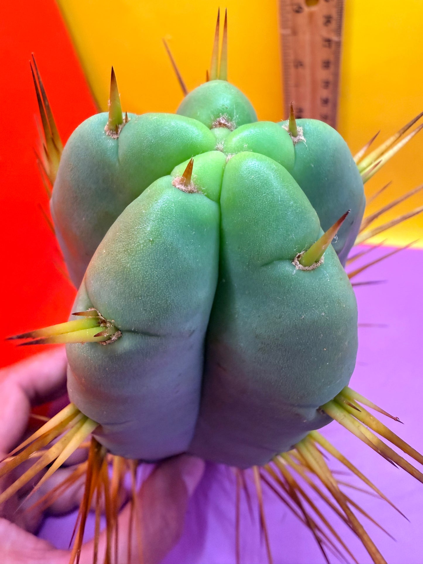 Thic Jiimz Twin Spine !