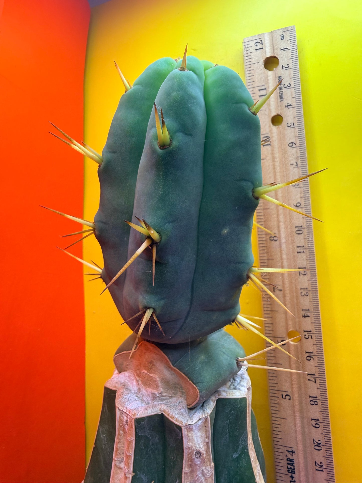 “Jimzz twin spines” grafted cactus