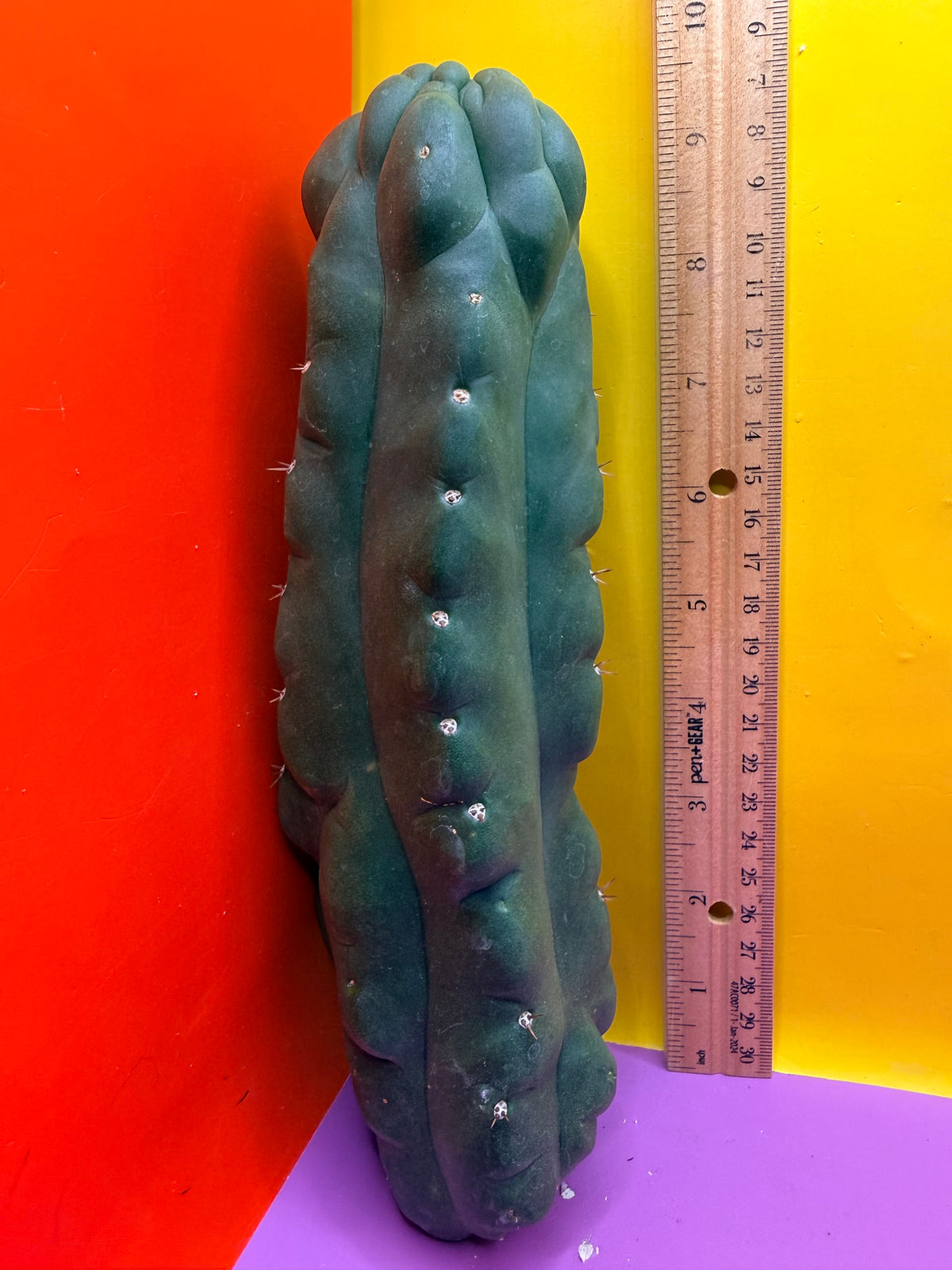 Monstrose San Pedro cactus - TPM !