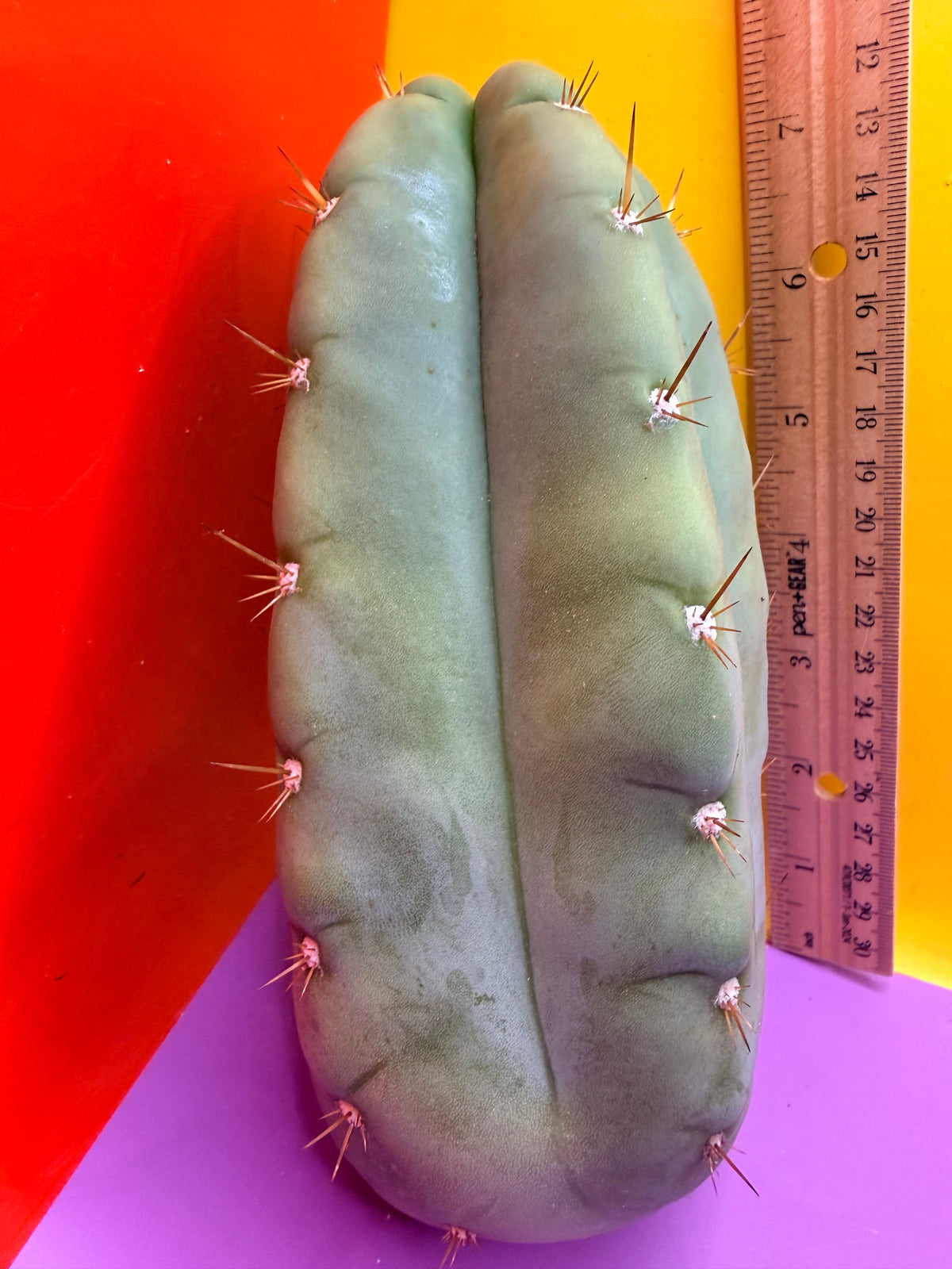 “DON HUAN” Fat huanucoensis over 3” thic !!!