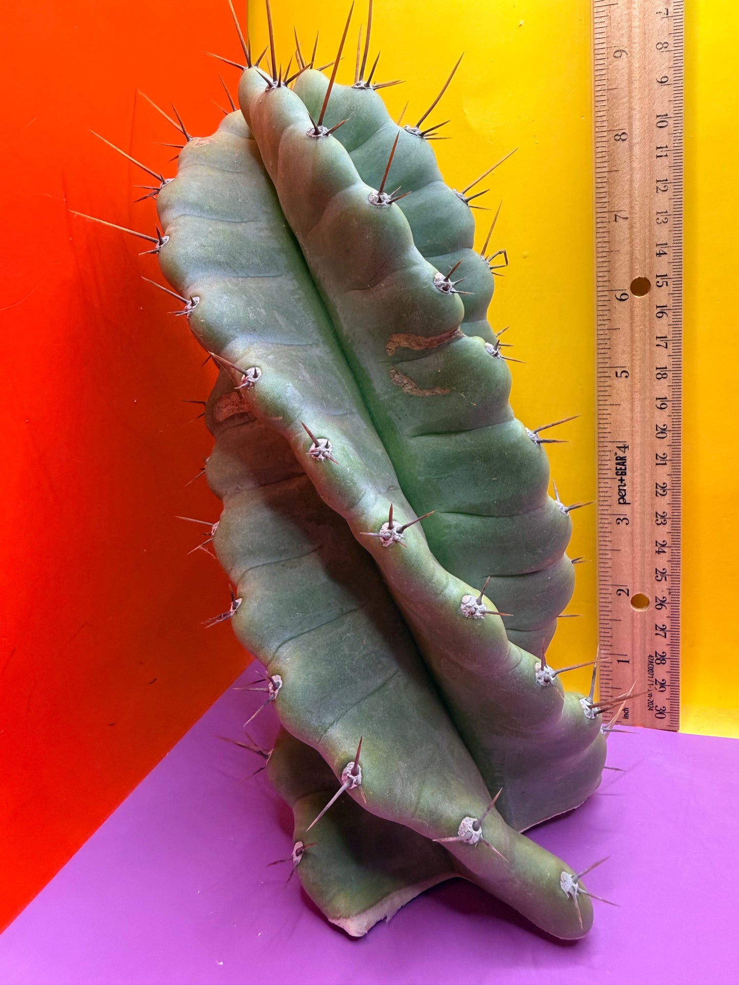 SPIRAL 🌀 CACTUS 🌵!!!