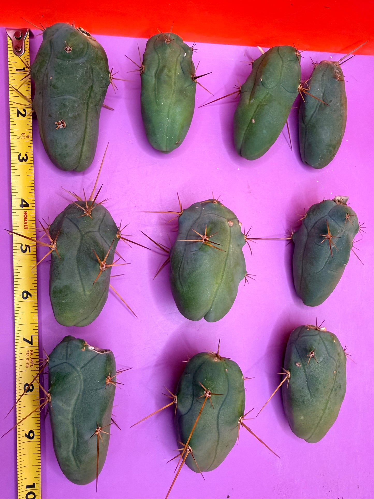10 pack small TBM !