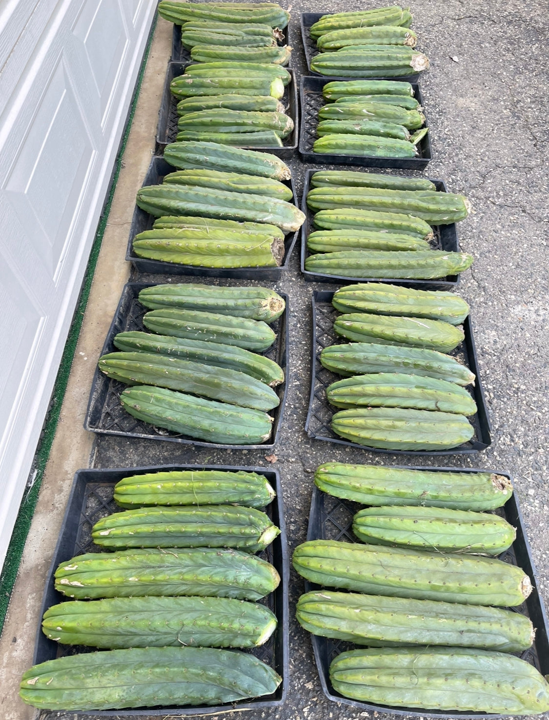 Extra large San Pedro cactus 14”-16” long !fresh cut may 10!