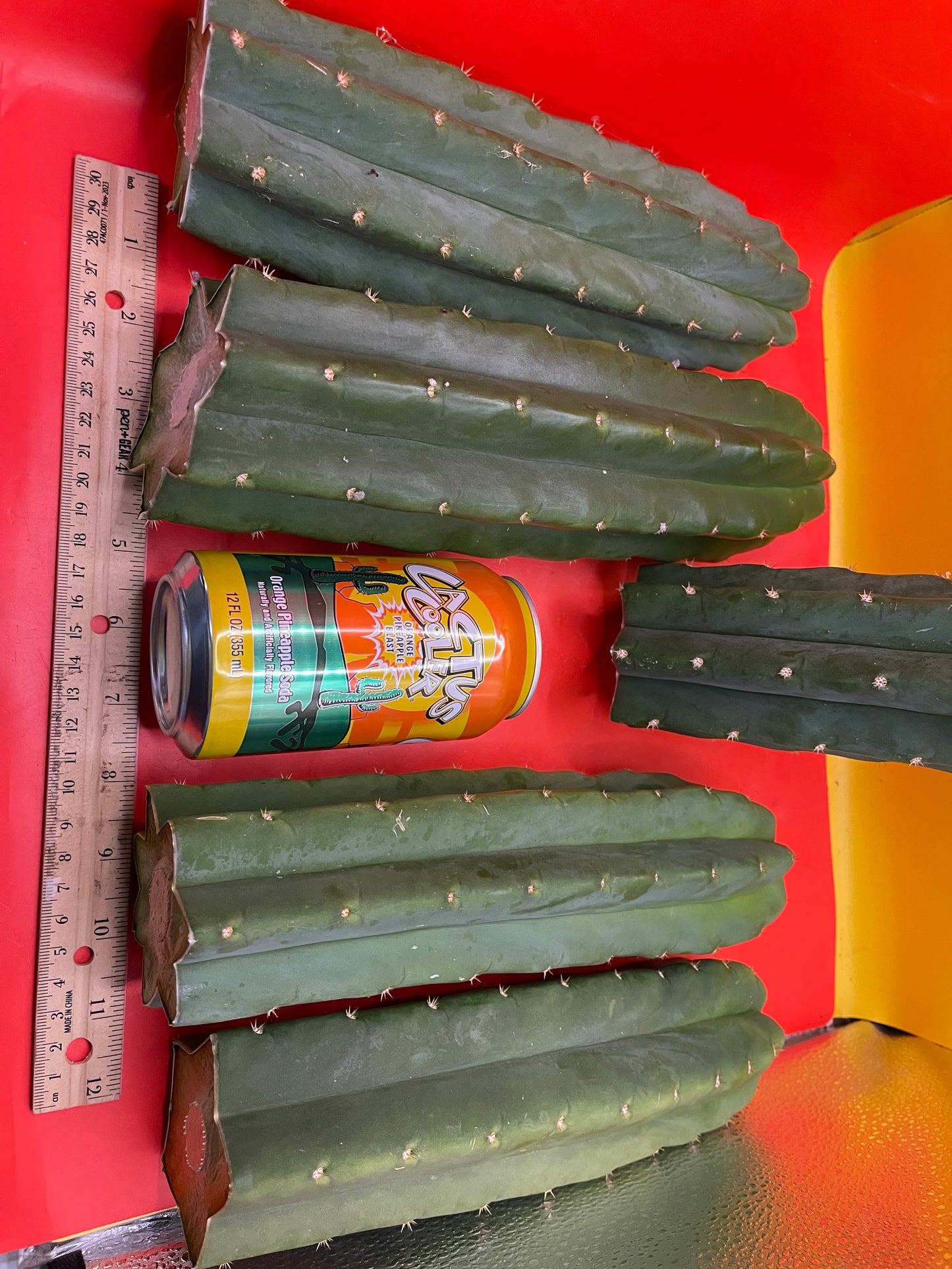 San Pedro Cactus cutting - Medium 8”-10”ready to ship !