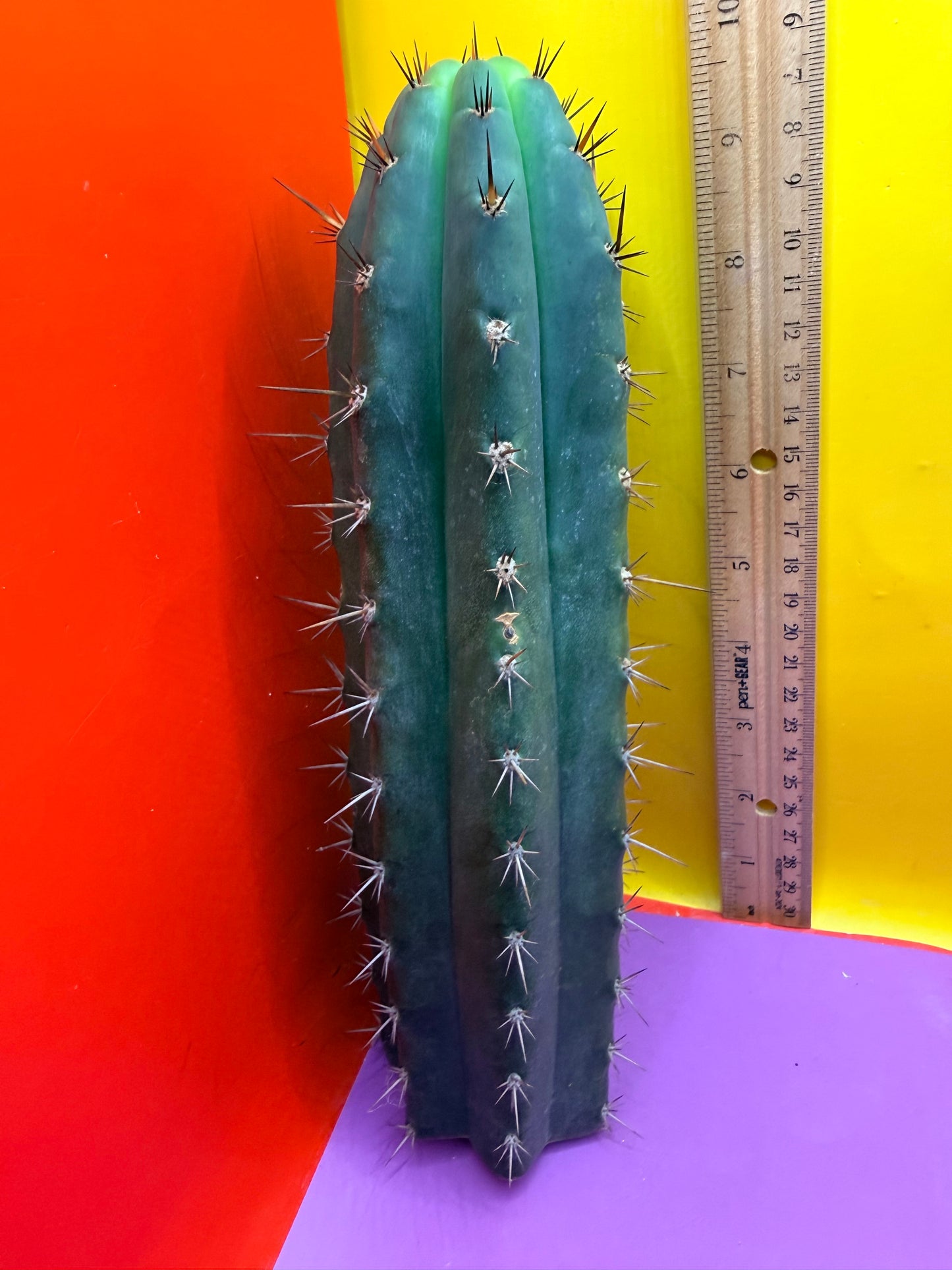 “RC’s T.P. 🧻”  trichocereus peruvianus !!