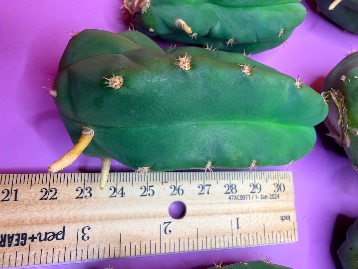 10 pack Rooted San Pedro cactus 🌵 Pups !