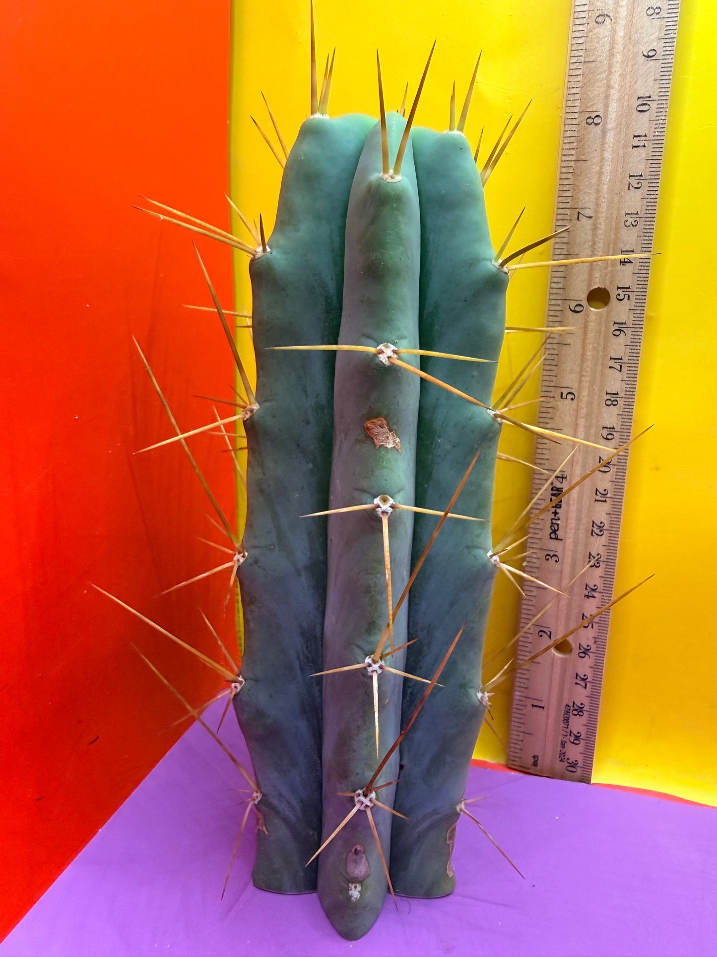 Reverted PENiSCACTUS !!! Longform tbmA