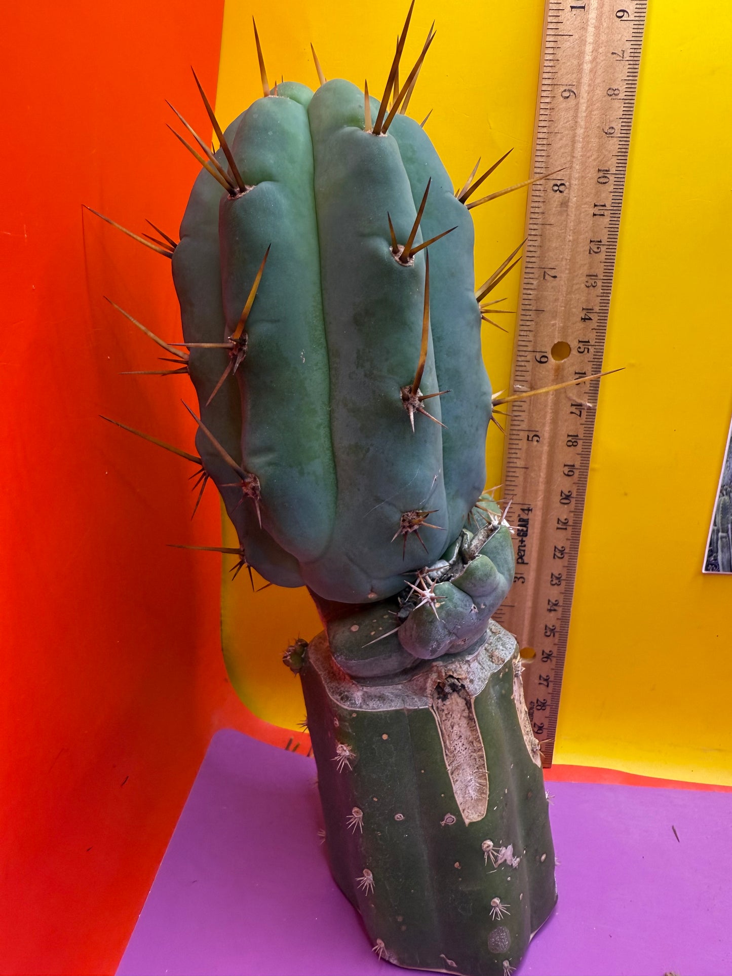 GRAFTED Pala !