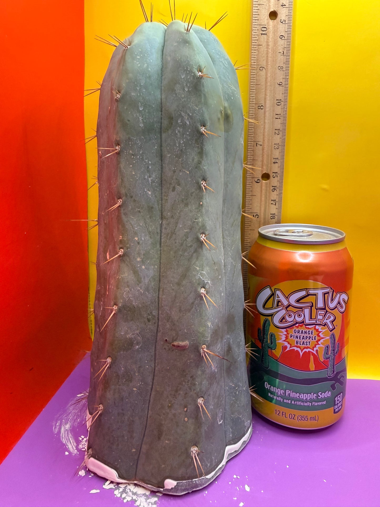 CSD !!! 4” thick