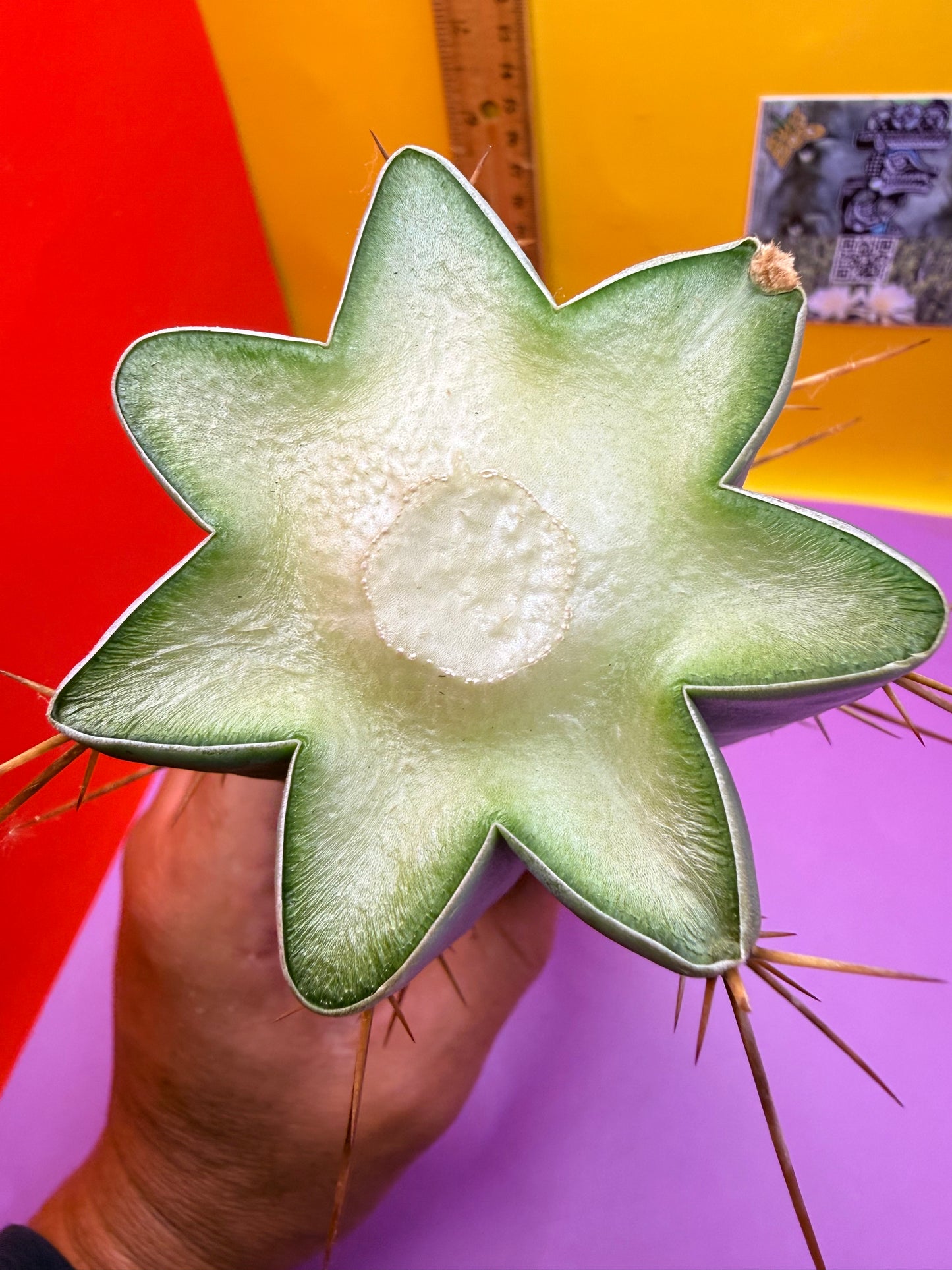 PALA  ! This exact cactus cutting of trichocereus