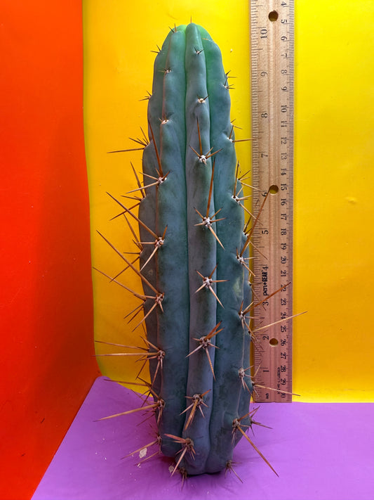 PALA  🌶️🌶️! This exact cactus cutting of trichocereus