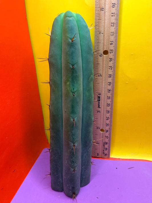 AURORAS GIANT Bridgesii cactus cutting - this exact one
