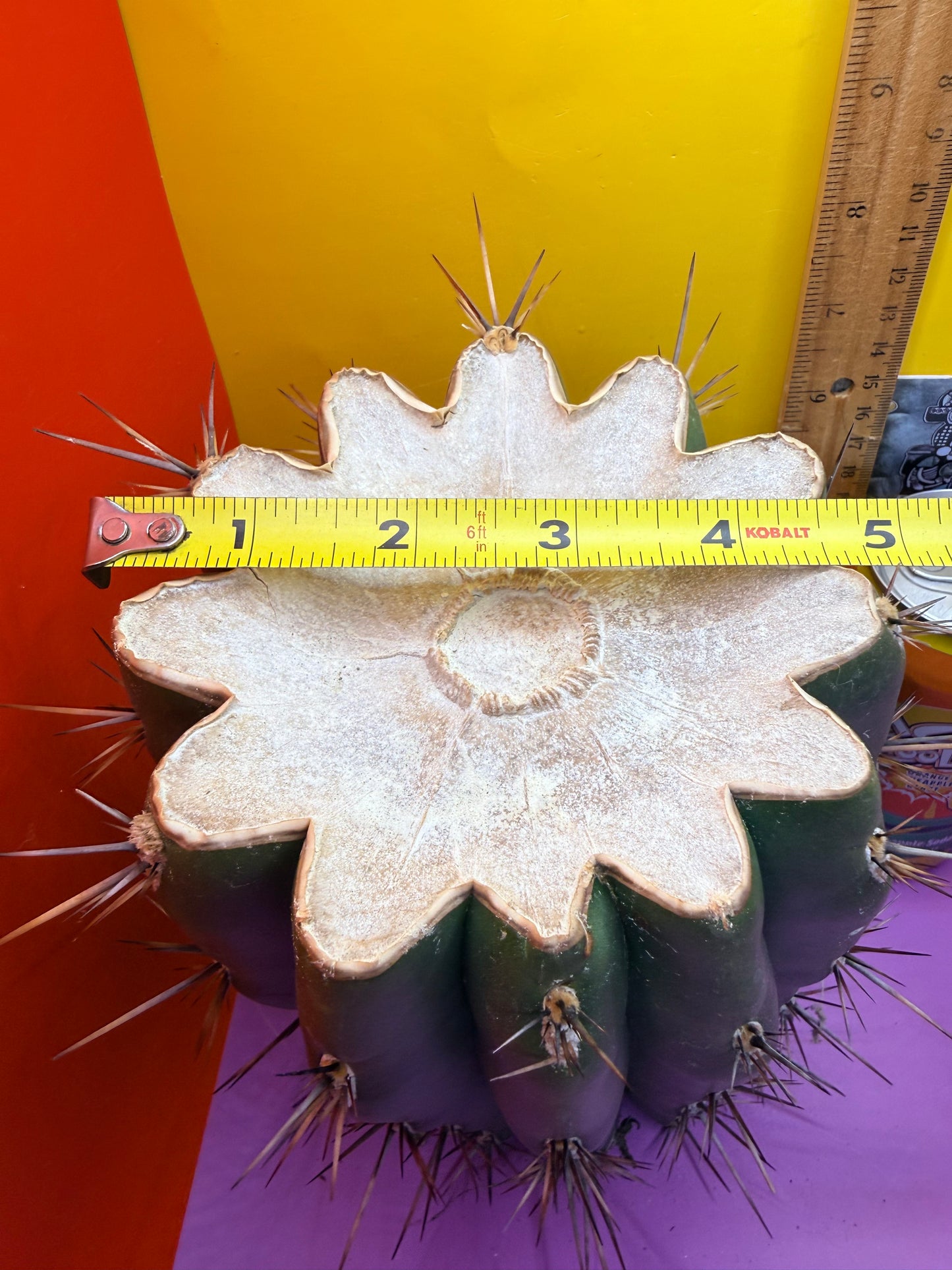 Trichocereus Tacaquirensis 🌶️🌶️