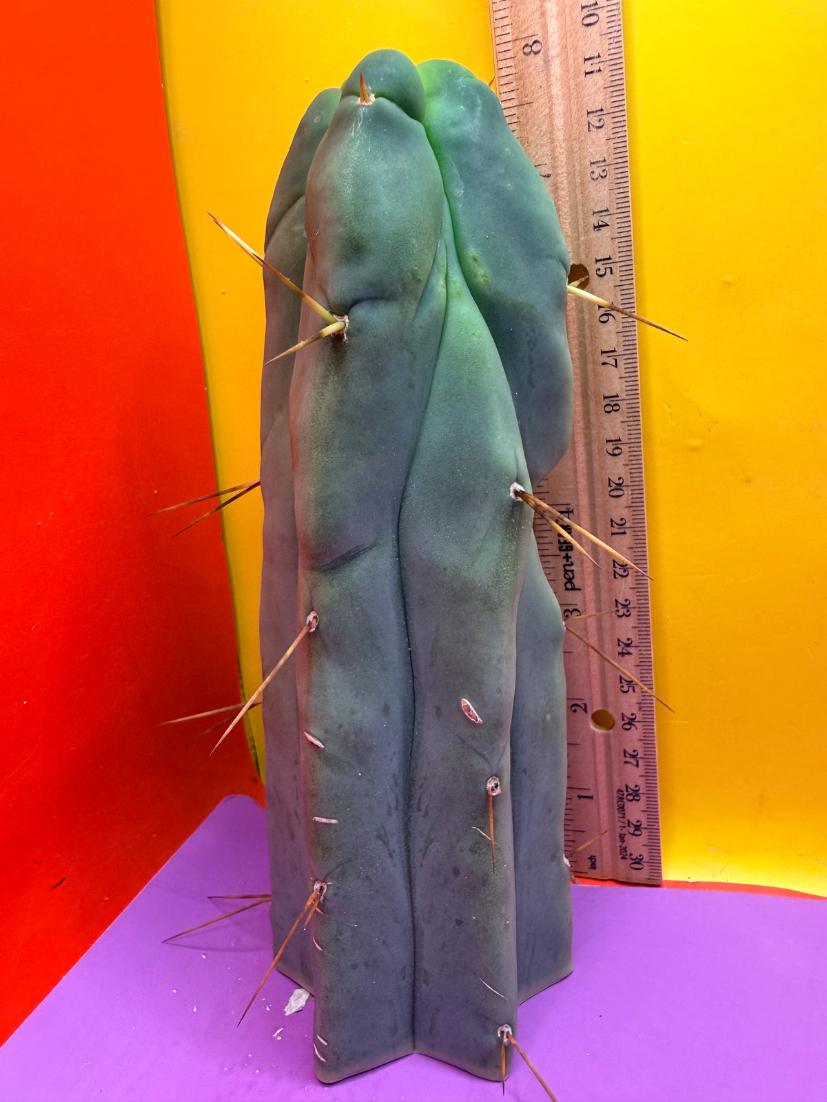 4 Wind Bridgesii “LMA” La Mirada Angelo