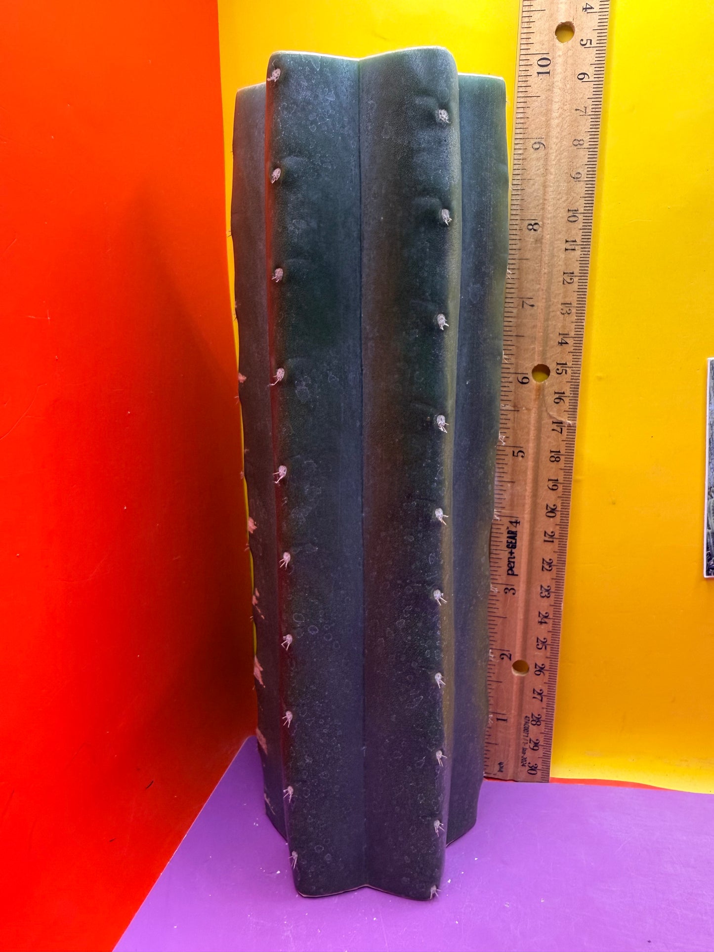 Mature Cahuilla cactus Mid section cutting